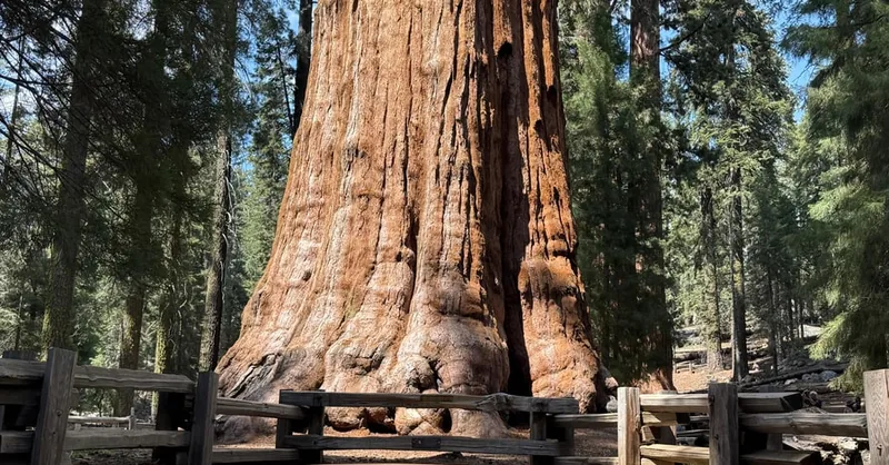 Private Tagestour durch Sequoia und Kings Canyon